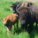 Buffalo family group