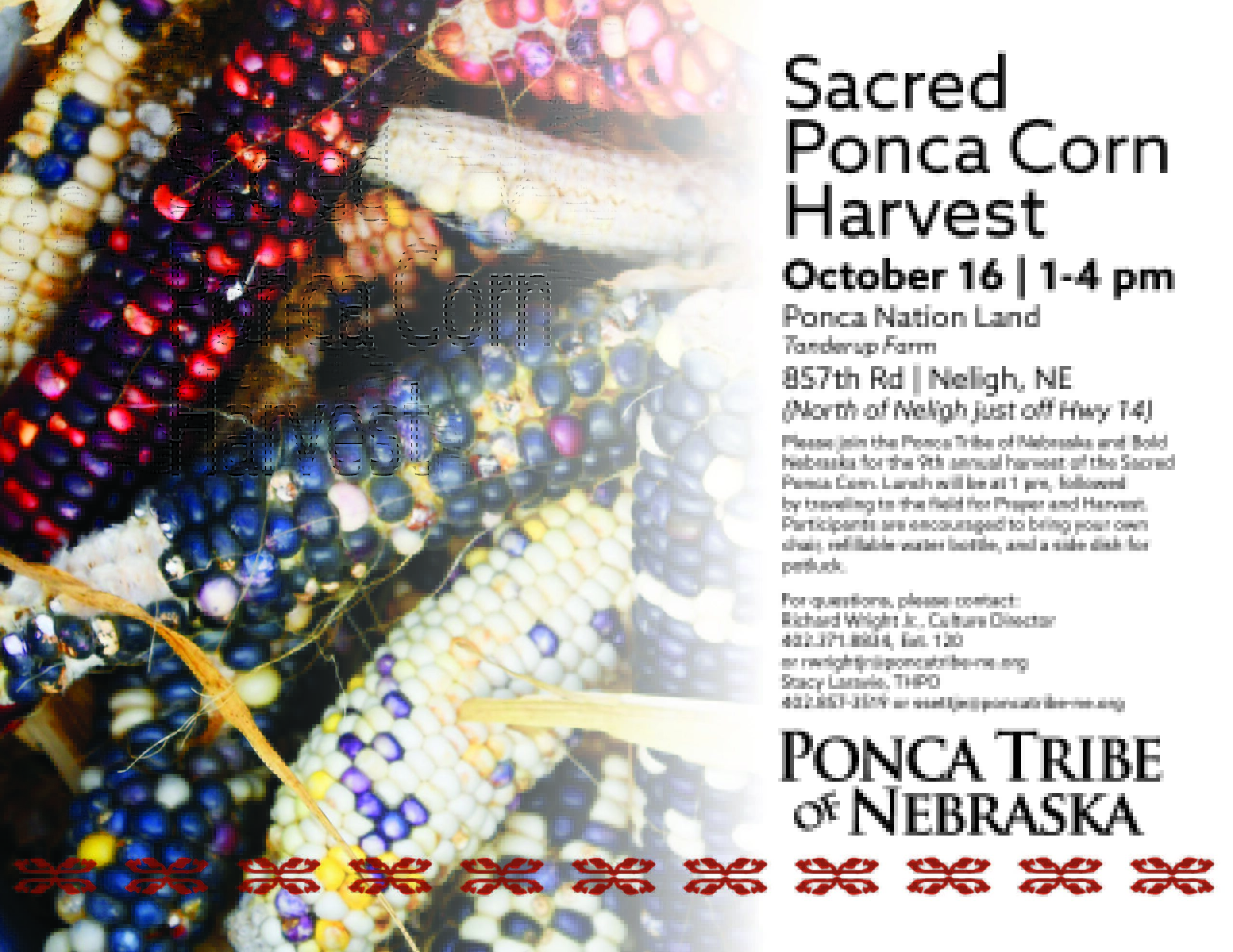 Sacred Ponca Corn Harvest