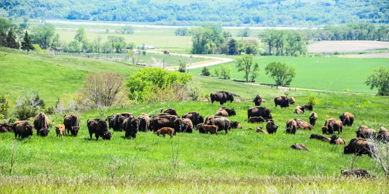 Ponca Tribe of Nebraska Awarded $4.8 Million Federal Grant to Build Buffalo Processing Facility