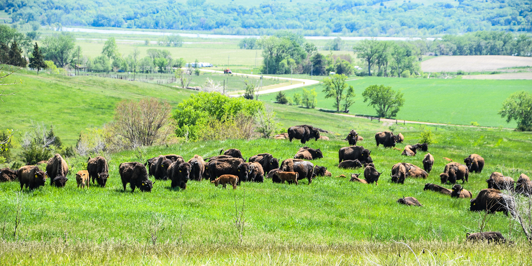 Read more about the article Ponca Tribe of Nebraska Awarded $4.8 Million Federal Grant to Build Buffalo Processing Facility