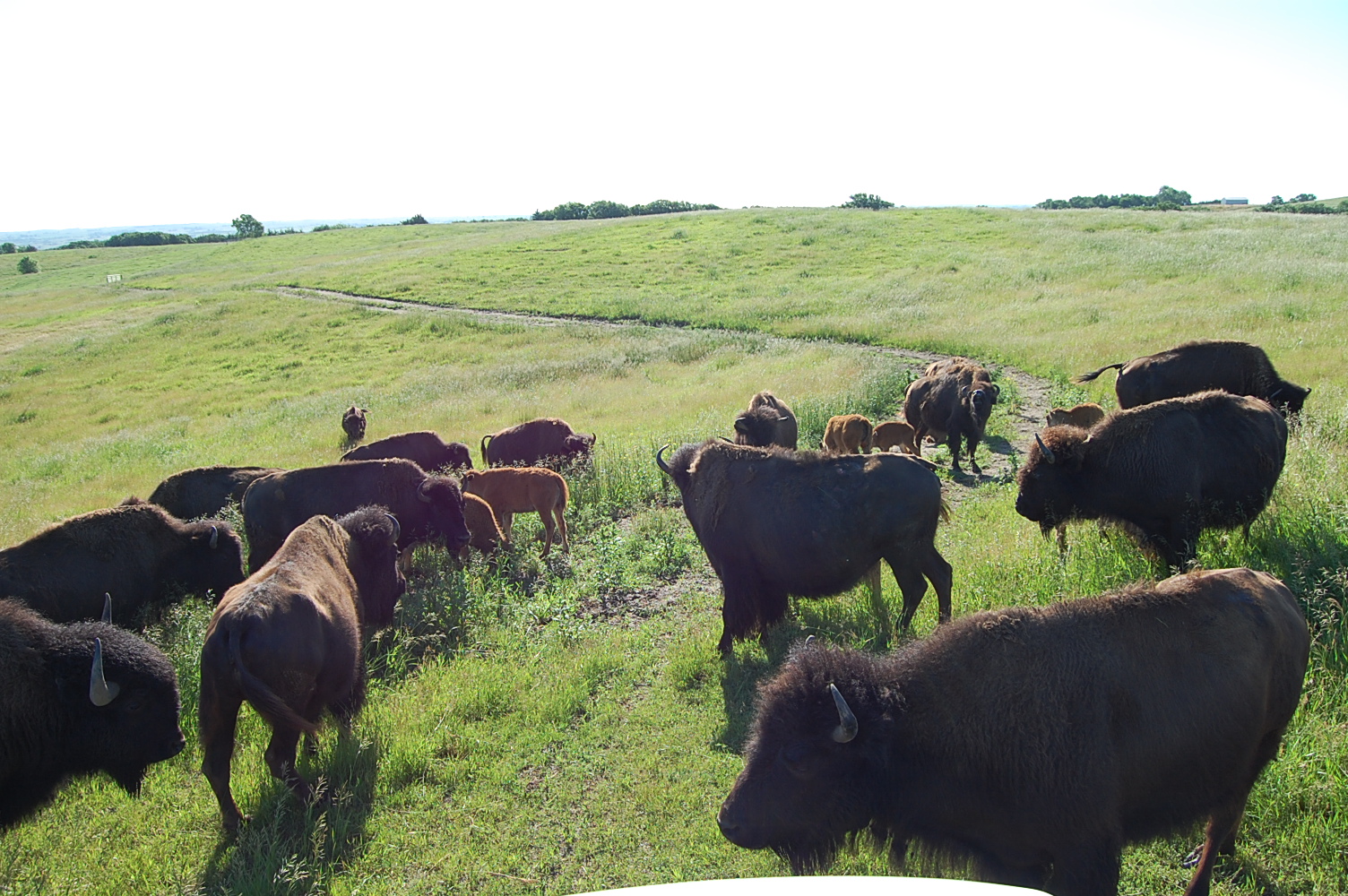 East Pen Bison