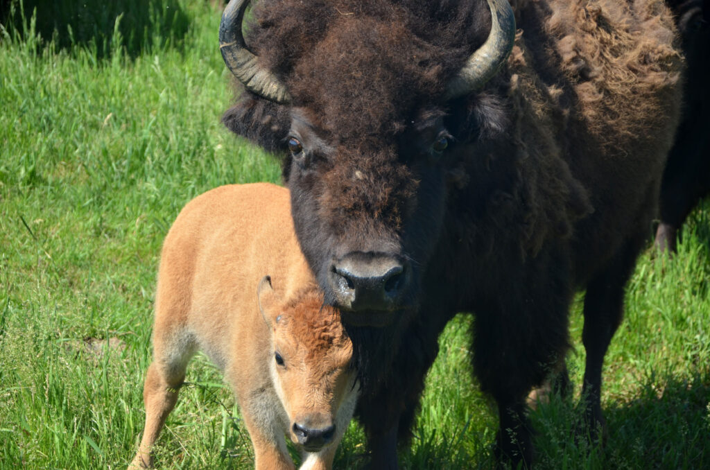 Bison roaming the grassy fields of the Ponca homelands
