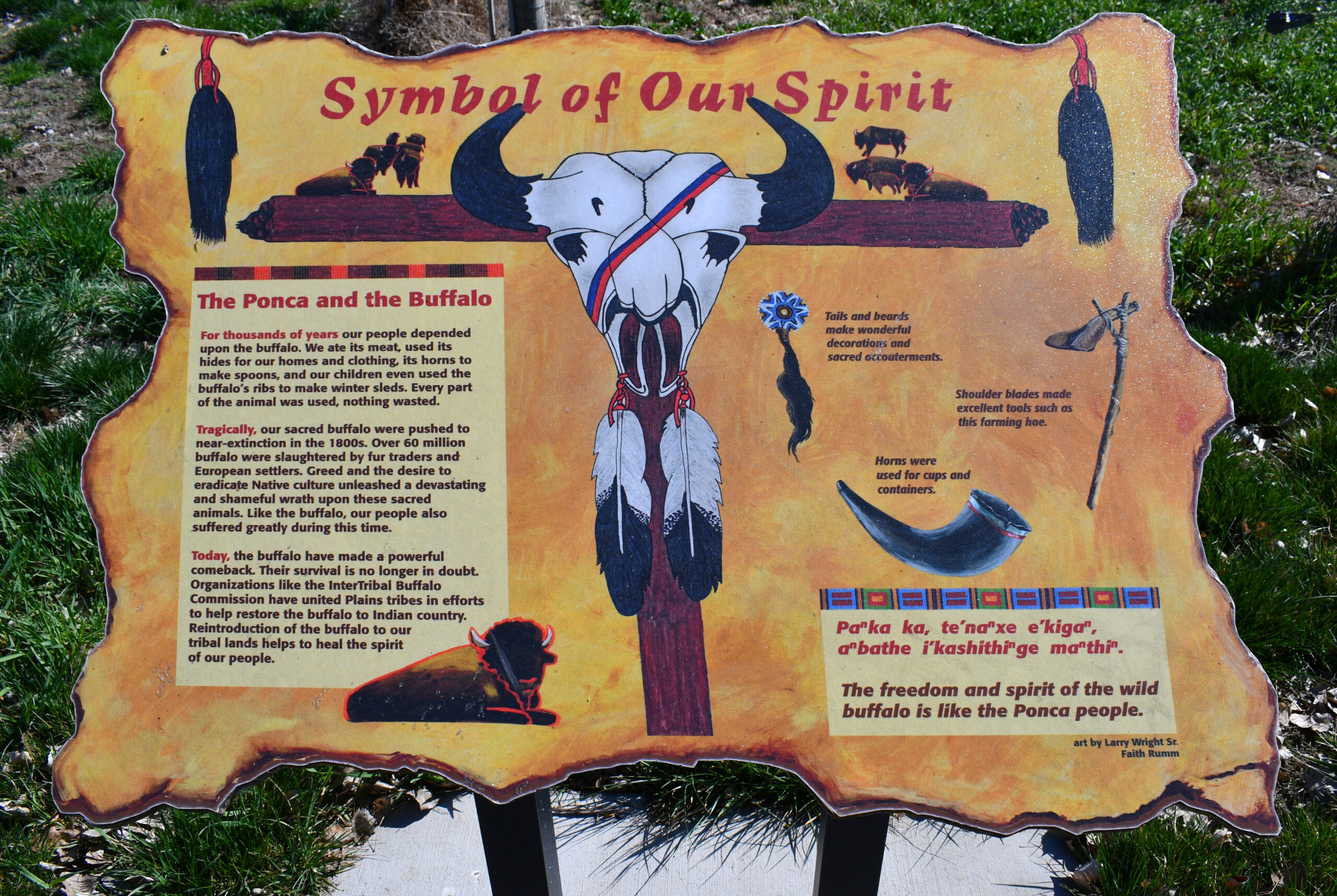 Role of Buffalo within Ponca Tribe
