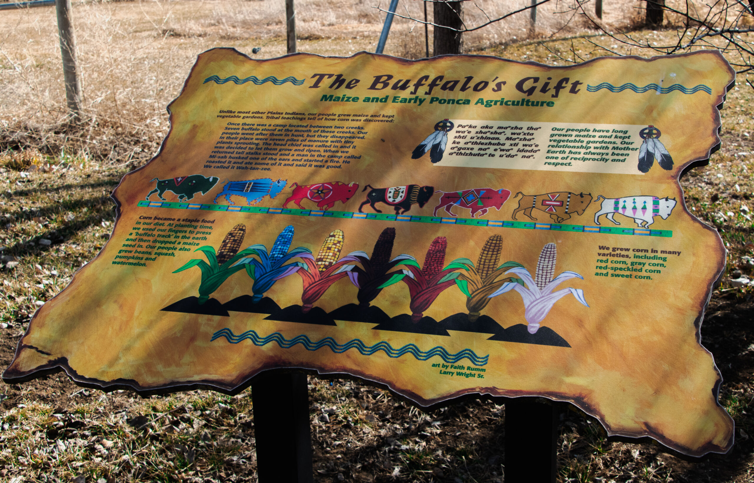 Corn – The Buffalo Gift