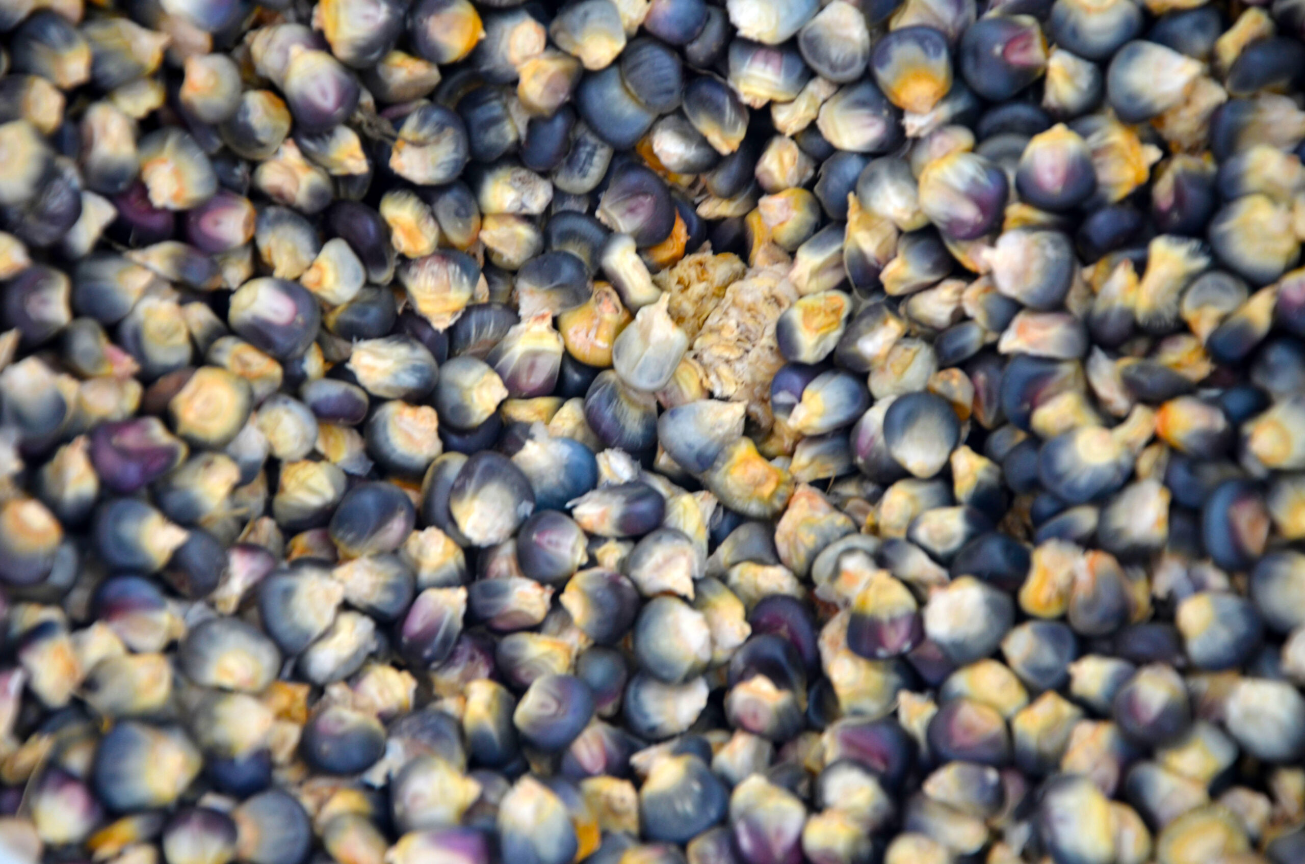 Ponca_grey_corn